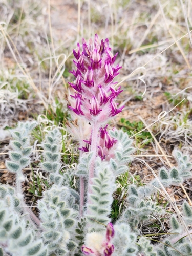 Astragalus mollissimus var. mogollonicus