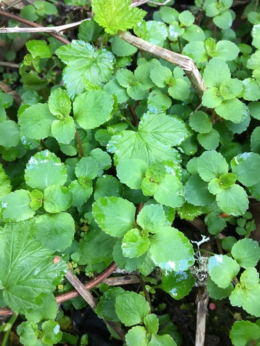 Image of Chrysosplenium glechomifolium by (c) Ed Alverson, some rights reserved (CC BY)
