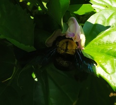 Xylocopa ruficornis
