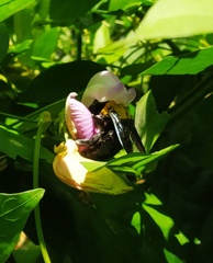 Xylocopa ruficornis