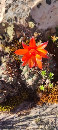 Image of Matucana aurantiaca by (c) Luis Fer JP, some rights reserved (CC BY)