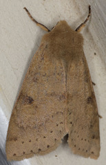 Orthosia arthrolita