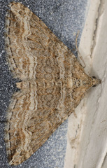 Perizoma custodiata