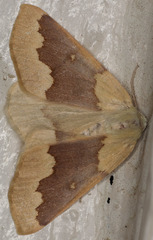 Sabulodes spoliata