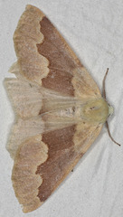 Sabulodes spoliata