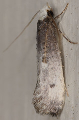 Tinea occidentella