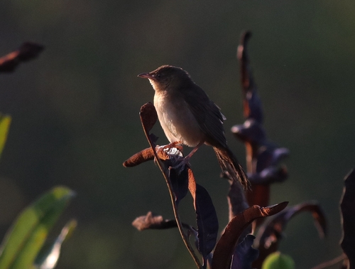 Broad-tailed Grassbird (Schoenicola platyurus), photo 5