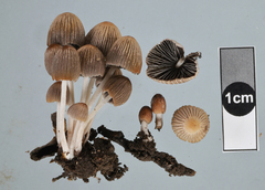 Coprinellus plagioporus