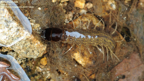 Megaloptera