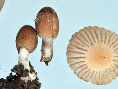 Coprinellus plagioporus