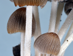 Coprinellus plagioporus