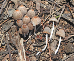 Coprinellus plagioporus