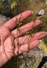 Zannichellia palustris