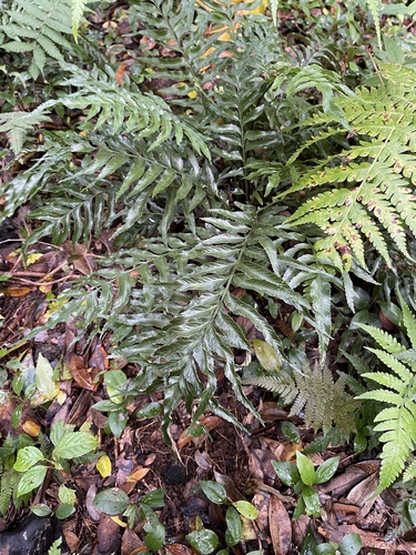 Asplenium kaulfussii observed 2023-05-14