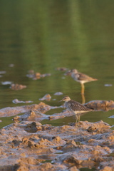 Tringa glareola