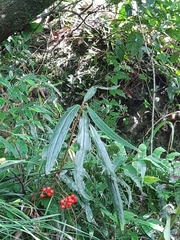 Ardisia crispa