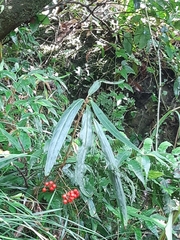 Ardisia crispa