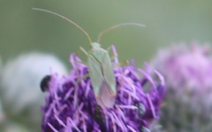Calocoris affinis