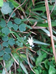 Thalictrum urbainii