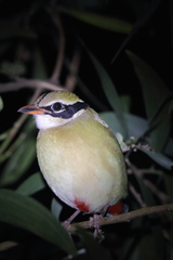 Pitta brachyura