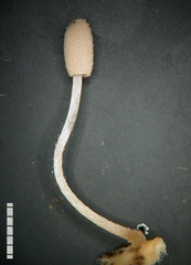 Narcissea patouillardii