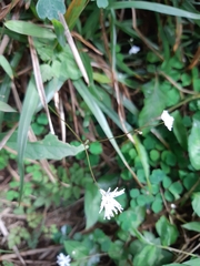 Thalictrum urbainii