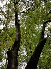 Acer pensylvanicum
