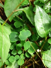 Thalictrum urbainii