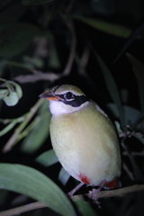 Pitta brachyura