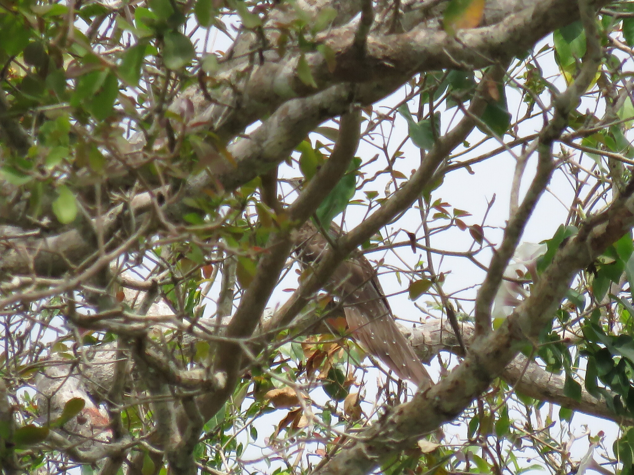 Pheasant Cuckoo (Dromococcyx phasianellus), photo 7