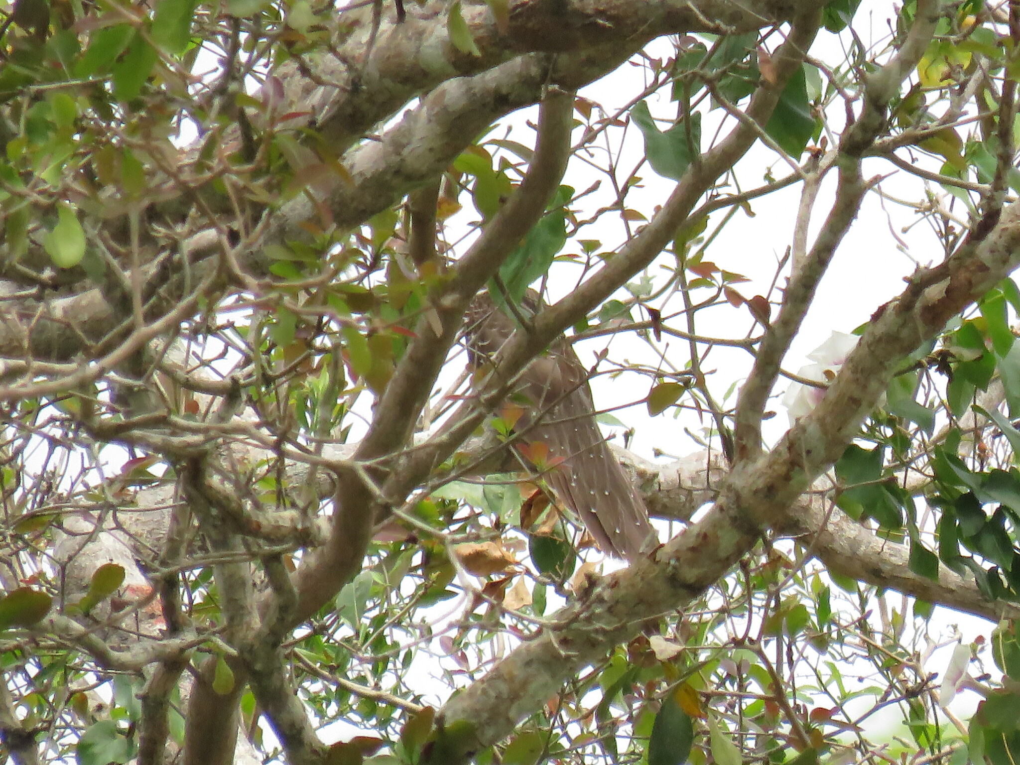 Pheasant Cuckoo (Dromococcyx phasianellus), photo 9