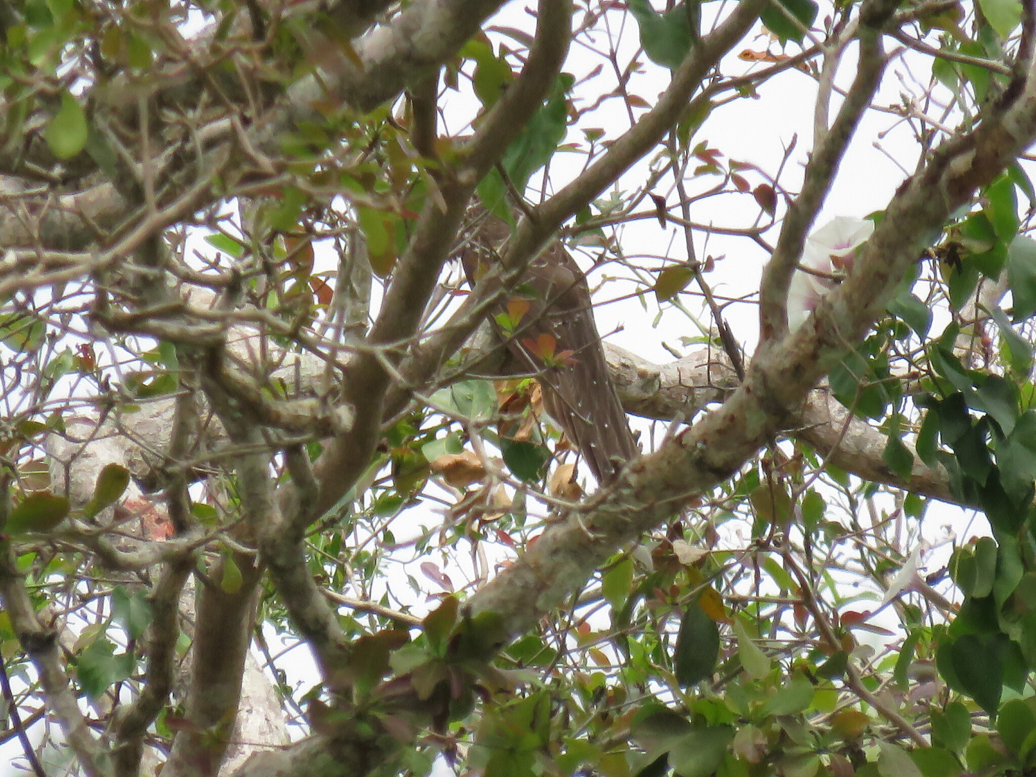 Pheasant Cuckoo (Dromococcyx phasianellus), photo 10