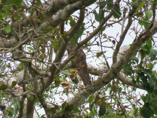 Pheasant Cuckoo (Dromococcyx phasianellus), photo 6