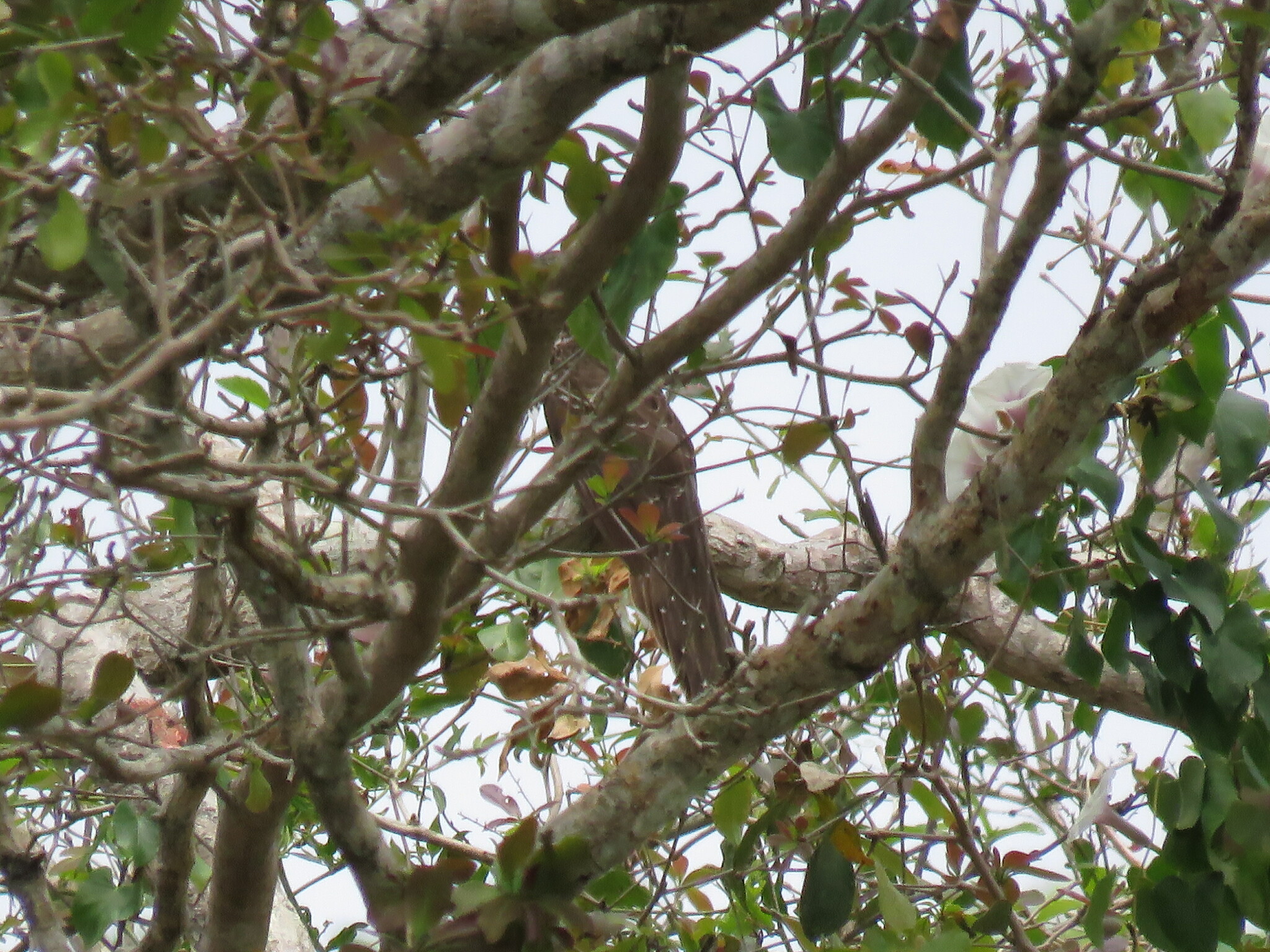 Pheasant Cuckoo (Dromococcyx phasianellus), photo 8