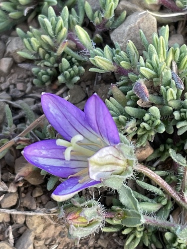 Campanula filicaulis image