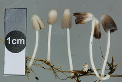 Coprinopsis pseudofriesii