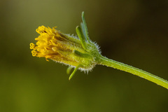 Bidens tenuisecta
