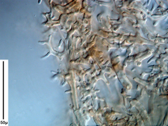 Coprinopsis pseudofriesii