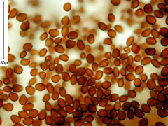 Coprinopsis pseudofriesii