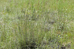Muhlenbergia wrightii