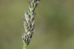 Muhlenbergia wrightii