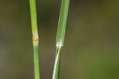 Muhlenbergia wrightii