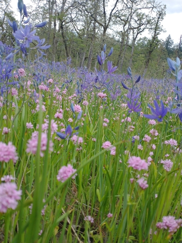 Plectritis congesta
