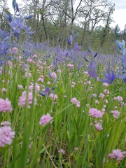 Plectritis congesta