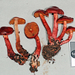 Cortinarius cardinalis - Photo (c) Jerry Cooper, some rights reserved (CC BY)