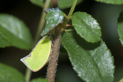 Salurnis marginella