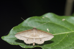 Hypospila creberrima