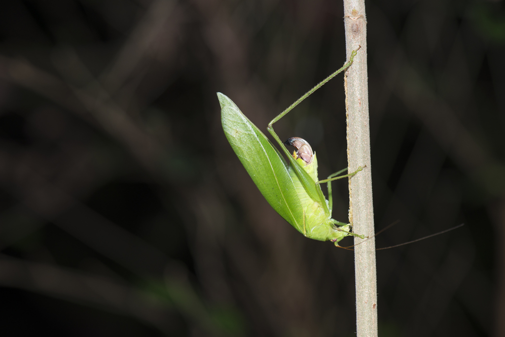 Japanese broadwinged katydid