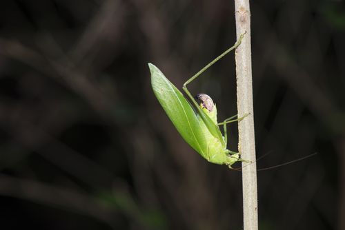 Japanese broadwinged katydid