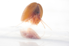 Cyzicus californicus
